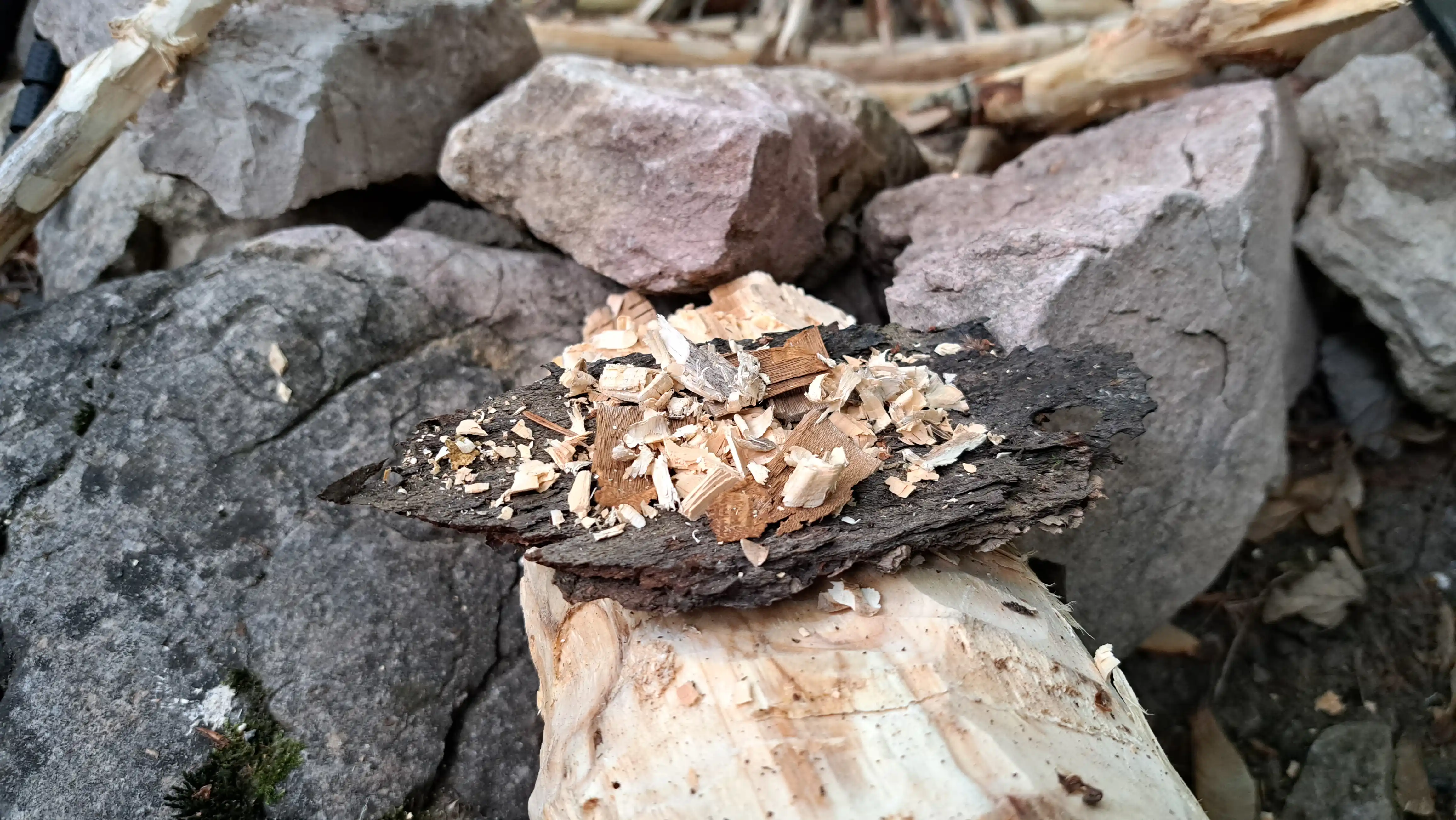 Avec l'amadou qu'on a récolté, on formera un nid, qui accueillera notre braise. Dans notre cas, nous avons déposé de fins copeaux de bois secs avec de l'[amadouvier](/champignons/amadouvier) préalablement séché, sur un bout d'écorce.