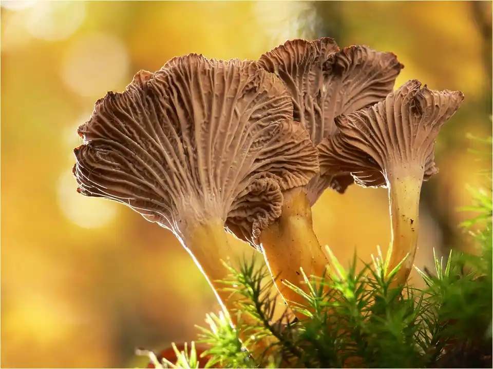 chanterelle_en_tube