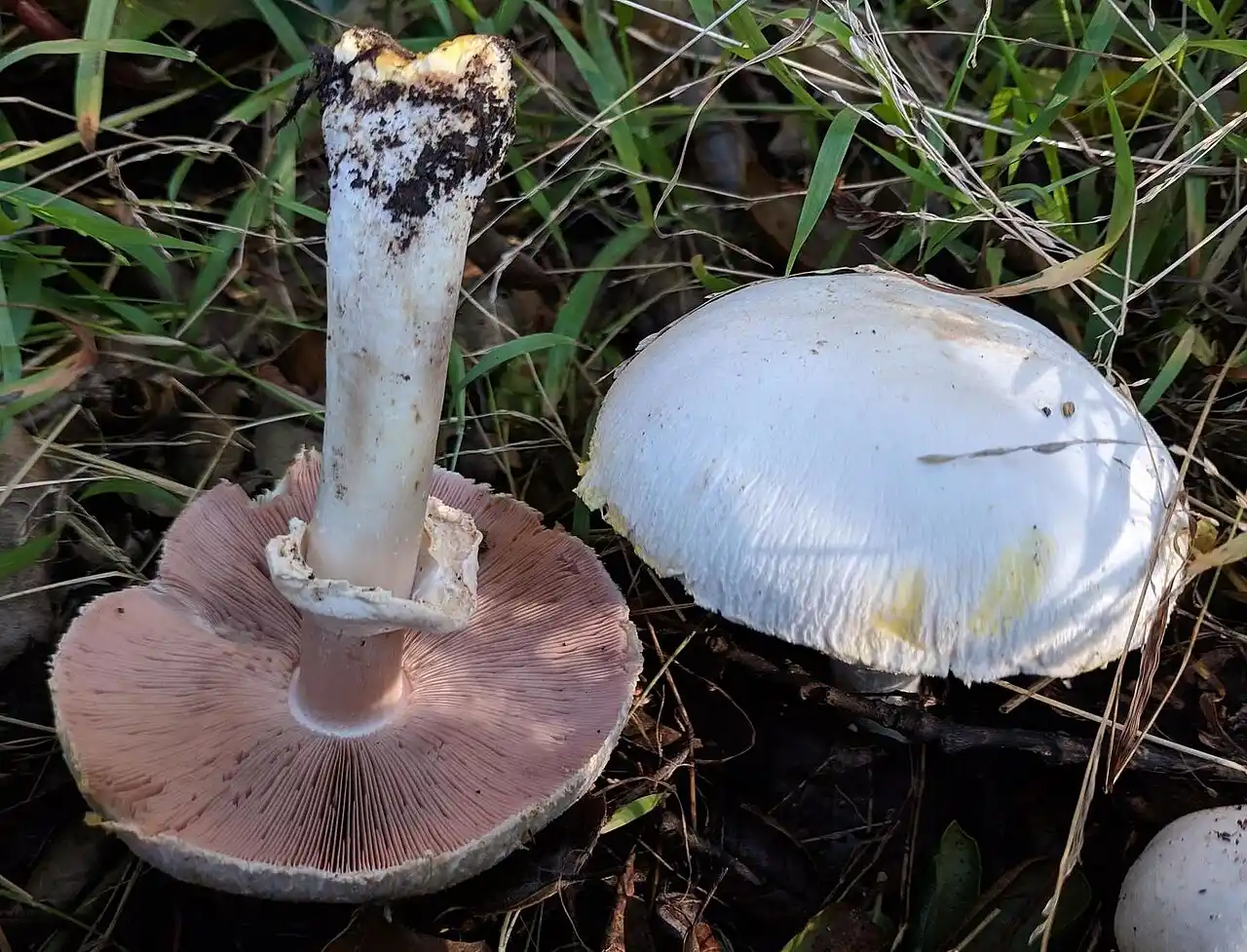 Agaric jaunissant