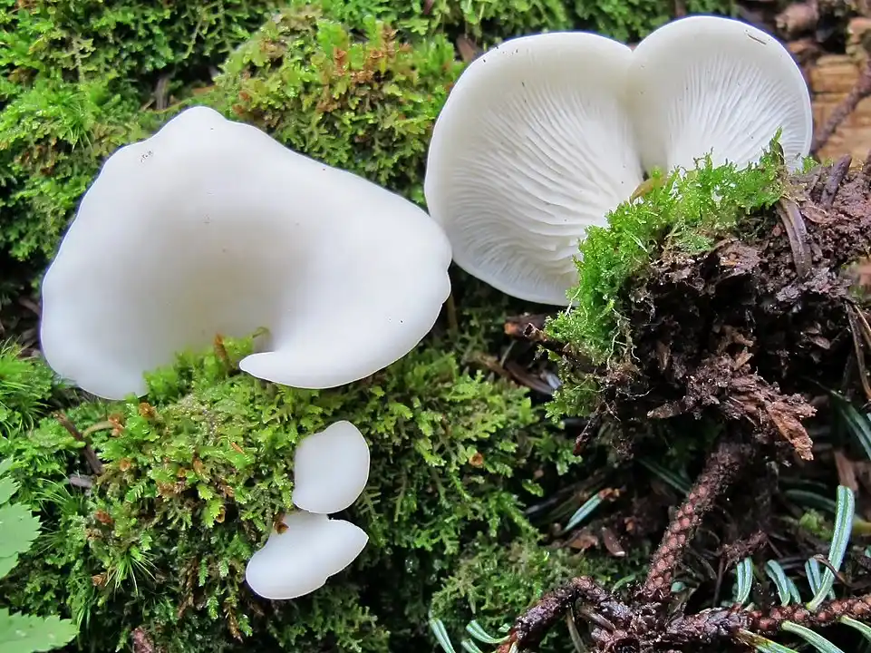 Pleurotte en oreille