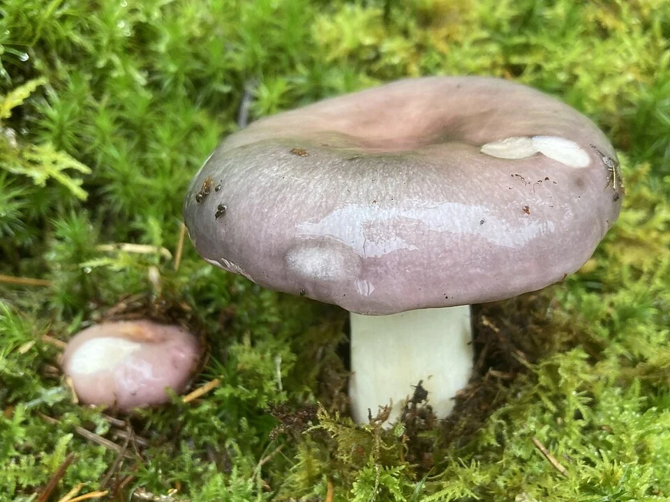 russule_charbonniere