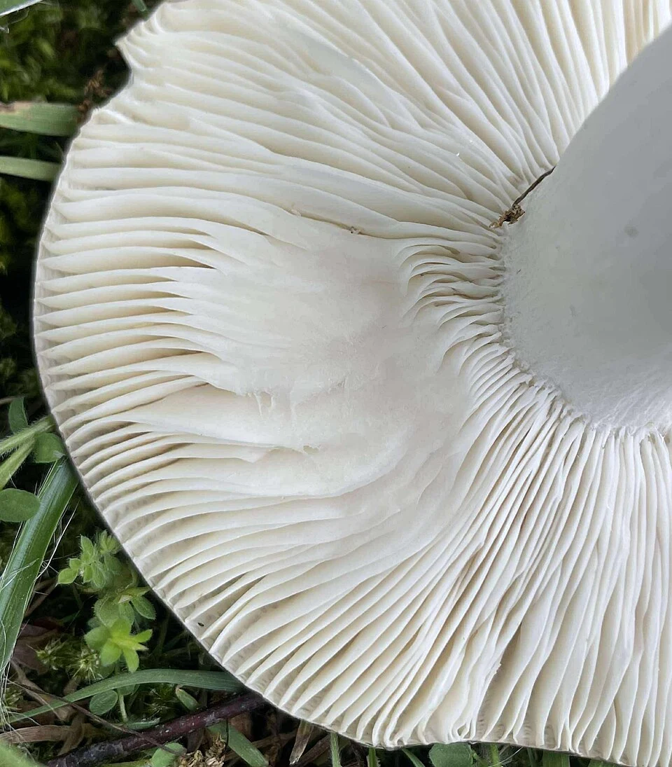 Les lames de la russule charbonnière