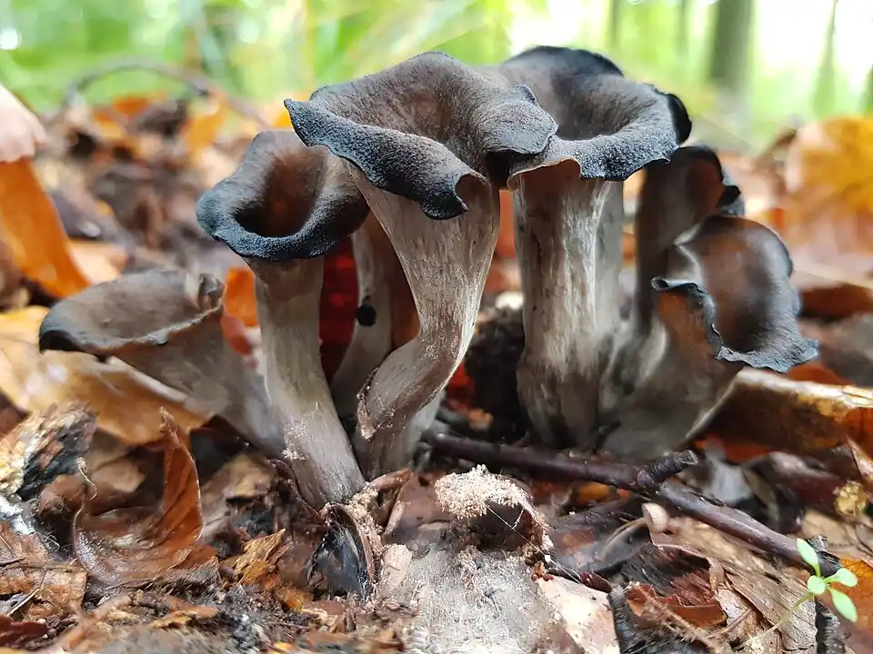 trompette_de_la_mort