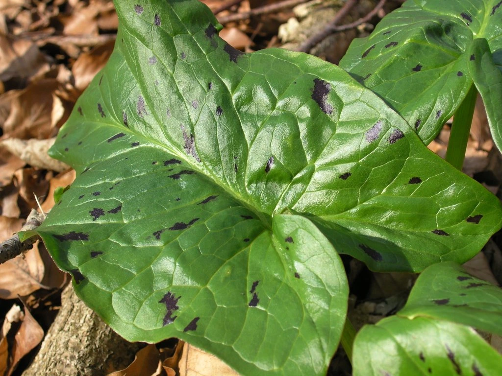 Arum tacheté