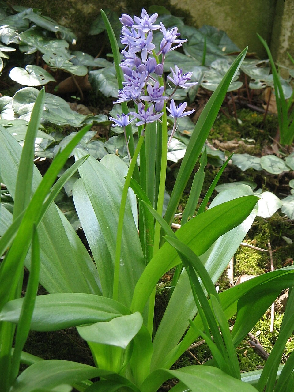 Jacinthe des Pyrénées
