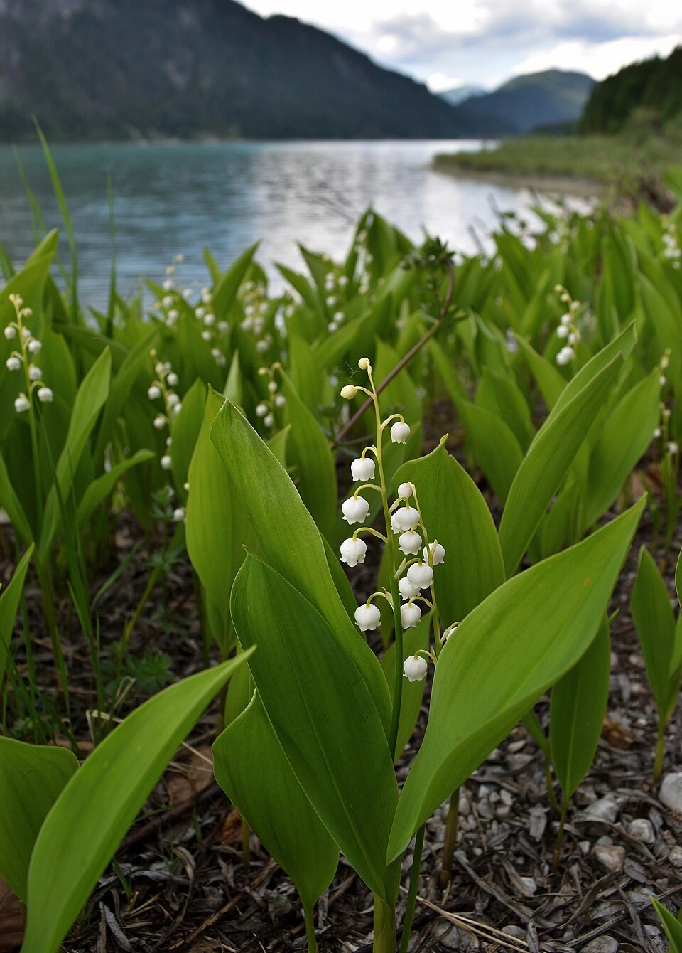Muguet de mai