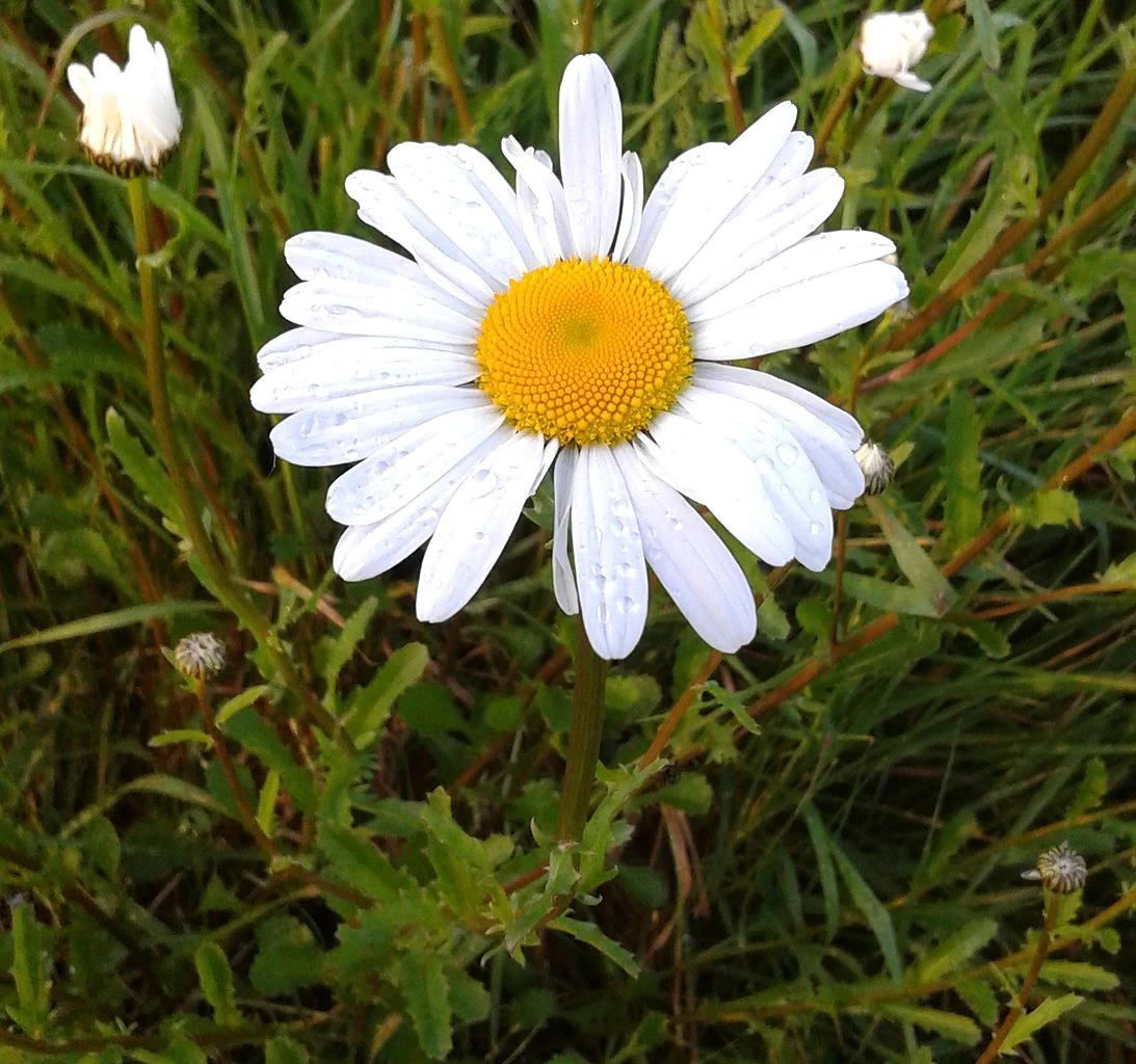 marguerite