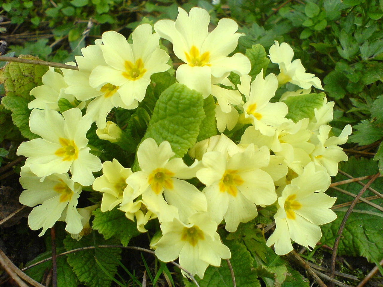 Primevère acaule (Primula vulgaris)