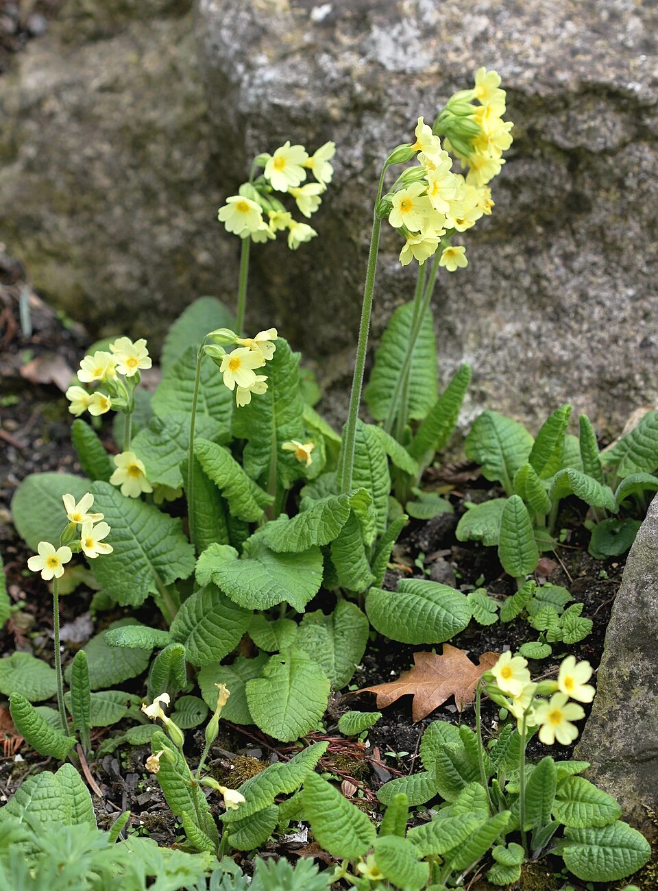 Primevère des bois (Primula elatior)