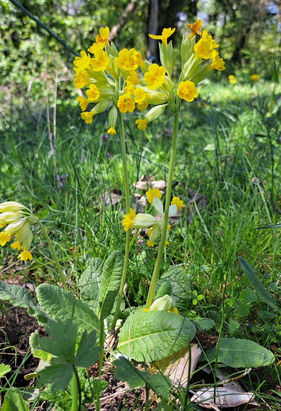 Primevère officinale (Primula veris)