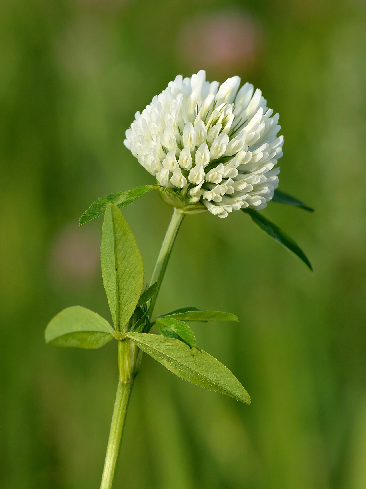 Trèfle blanc (Trifolium repens)