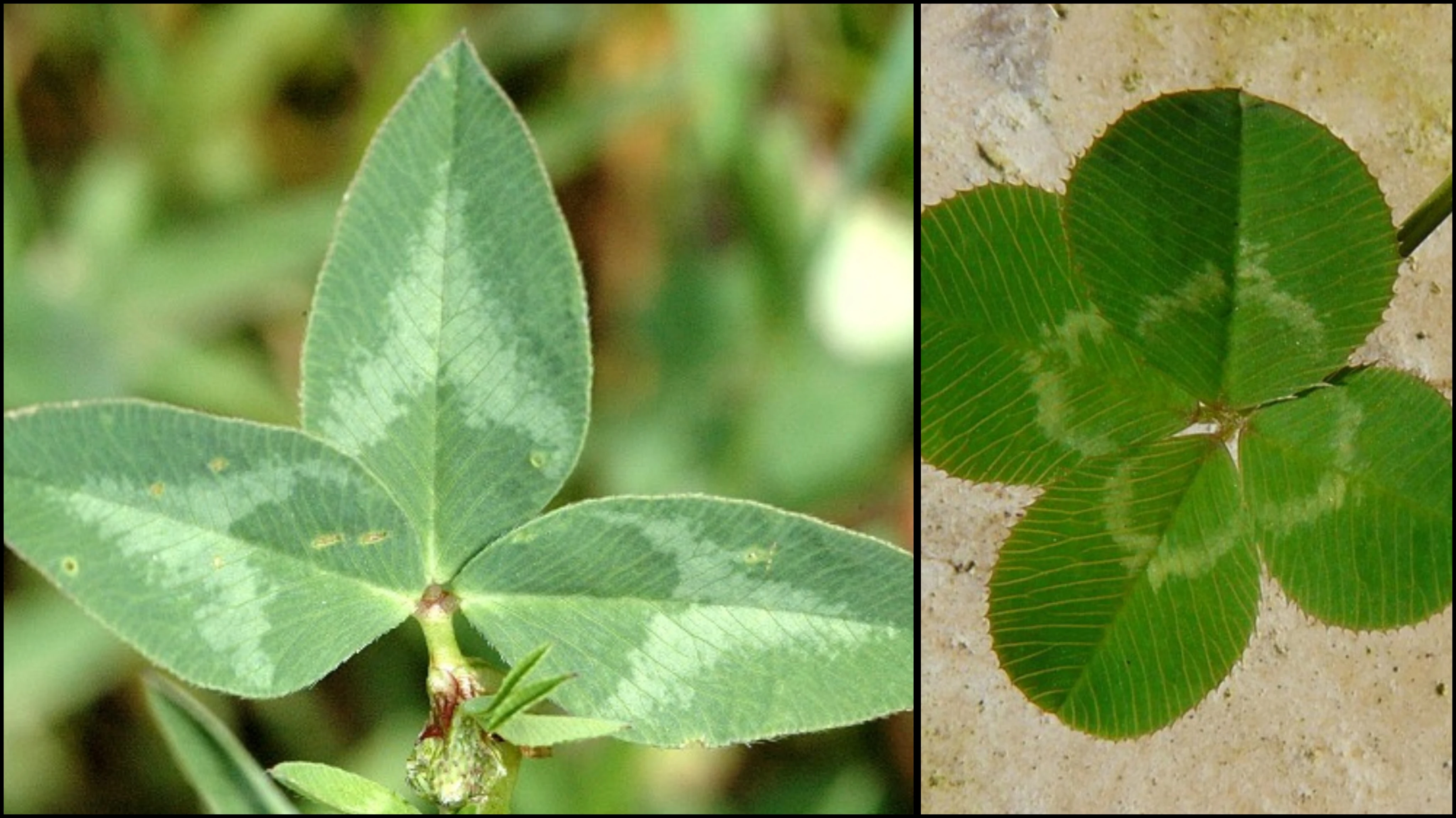 Trèfle des prés VS Trèfle blanc