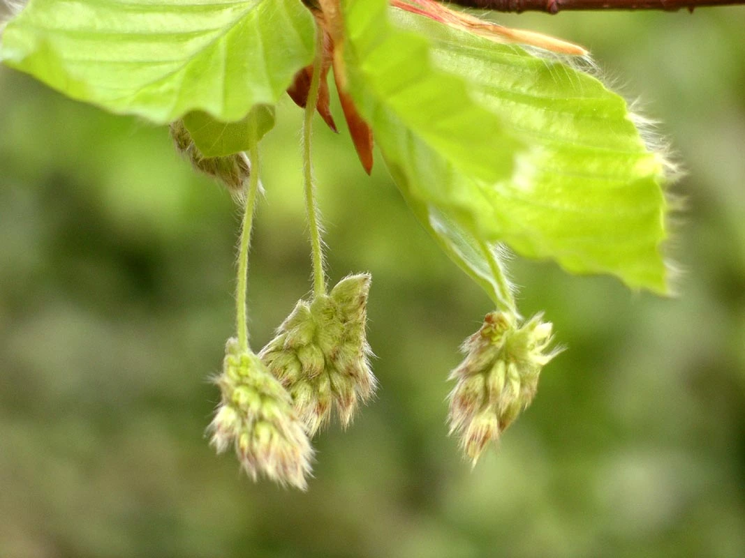 Inflorescence mâle du Hêtre
