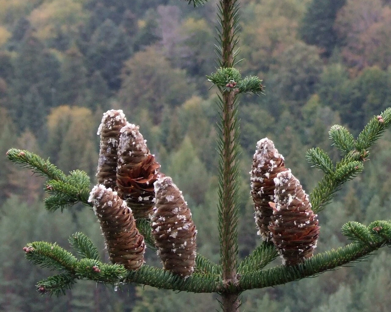 sapin